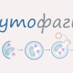 как аутофагия может помочь при симптомах рассеянного склероза и болезни Паркинсона